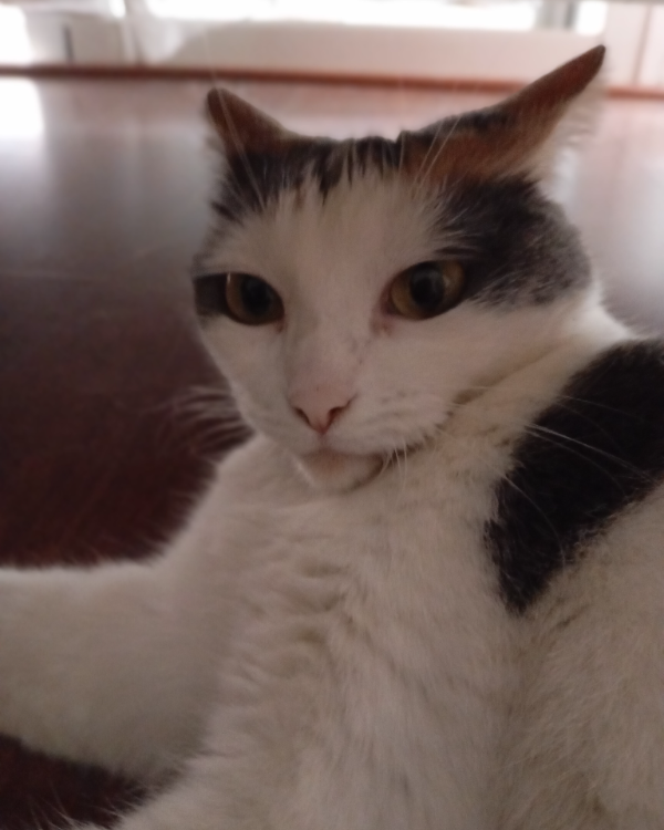 Missing Cat - Unknown