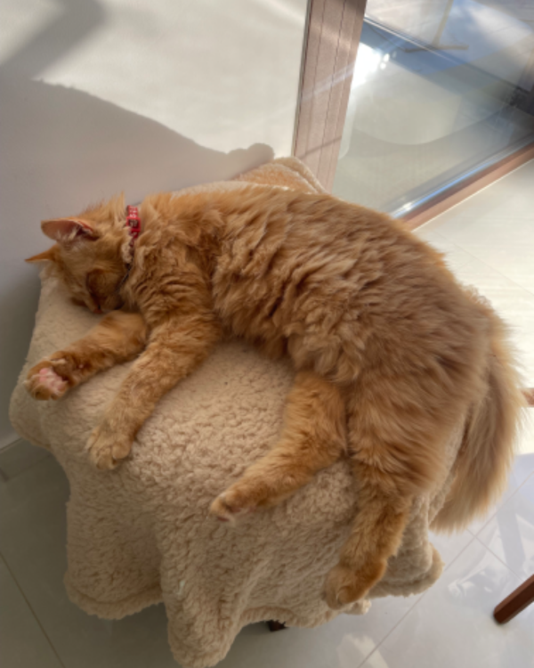 Found Cat - Playa Honda