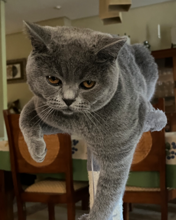 Found Cat - Torrelodones