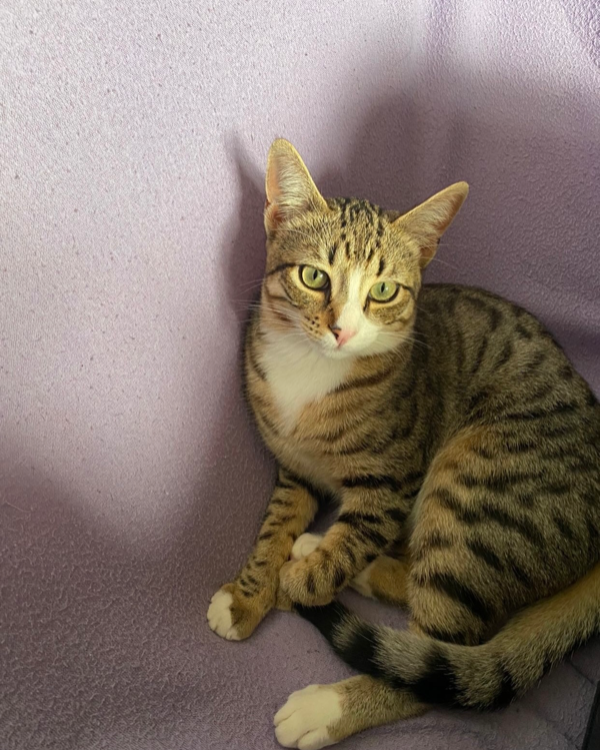 Missing Cat - Pozuelo de Calatrava