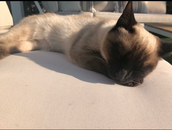 Missing Cat - Ca n'Amat