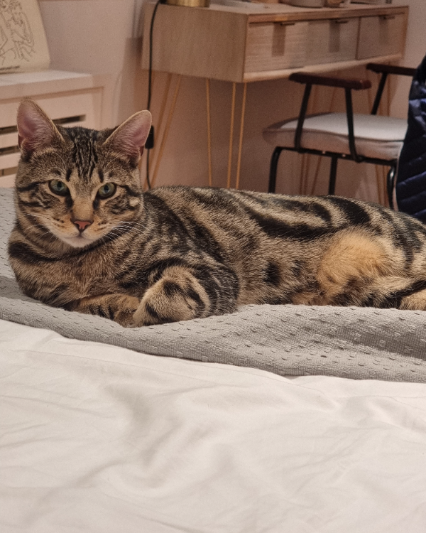 Found Cat - El Rompido