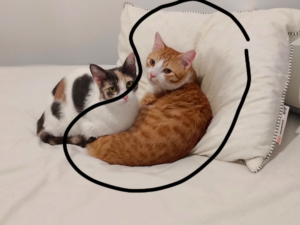 Found Cat - Terrassa