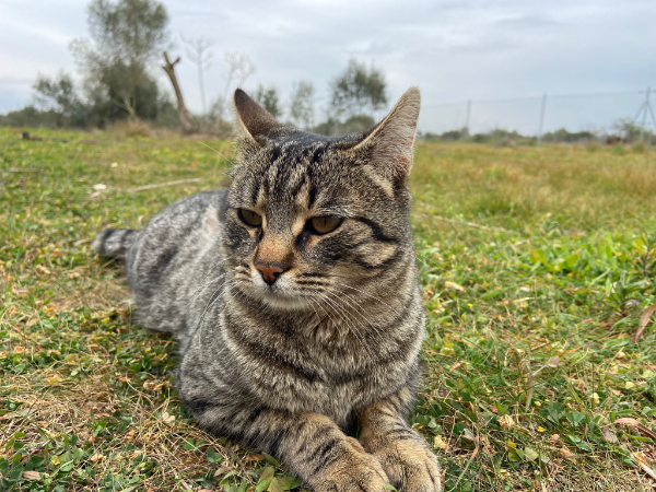 Missing Cat - Binissalem