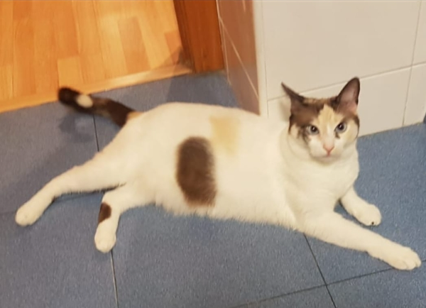 Found Cat -  LA RAPITA. 653058029. SE GRATIFICA