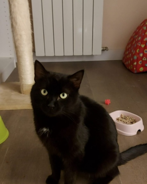 Missing Cat - Catral