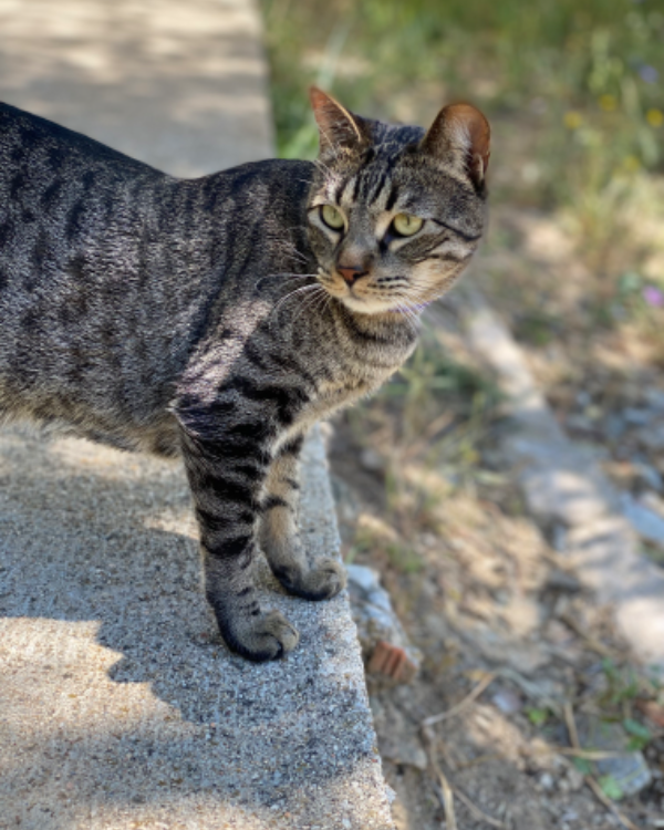 Missing Cat - Monachil