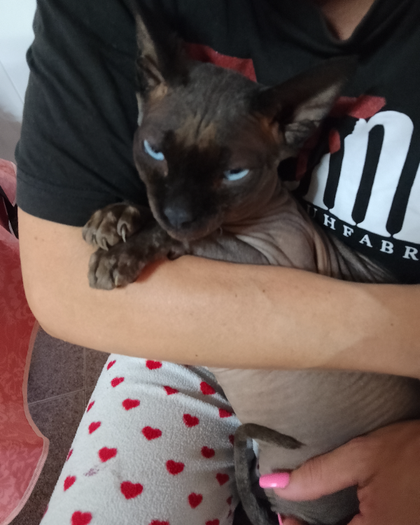 Missing Cat - Porriño