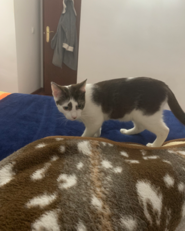 Missing Cat - Unknown