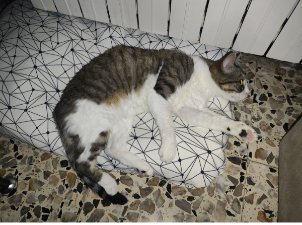 Missing Cat - Alcañiz