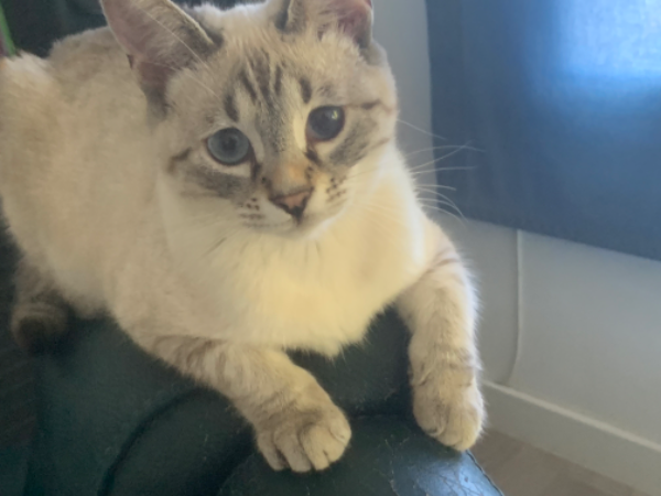 Missing Cat - Canet de Mar