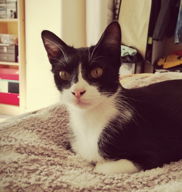 Found Cat - Sabiñánigo