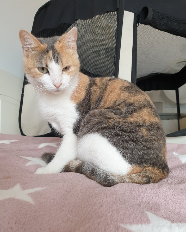 Missing Cat - Urb. Gran Sol, Calpe, Alicante 