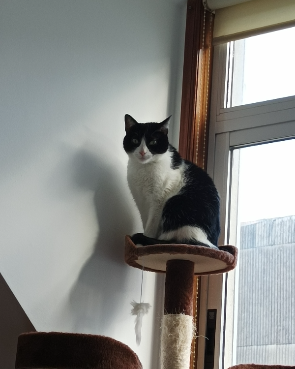 Missing Cat - A Coruña