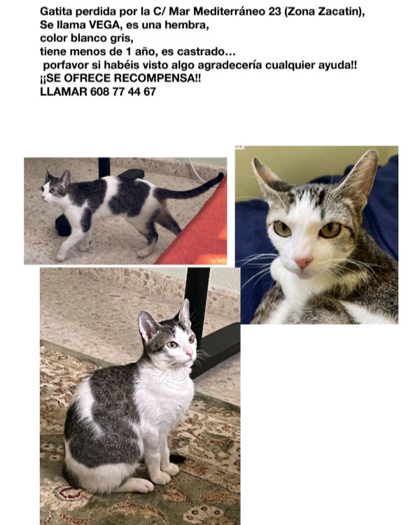Found Cat - Alcalá de Guadaíra