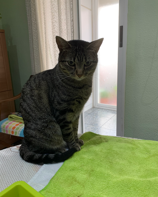 Missing Cat - Benaguacil