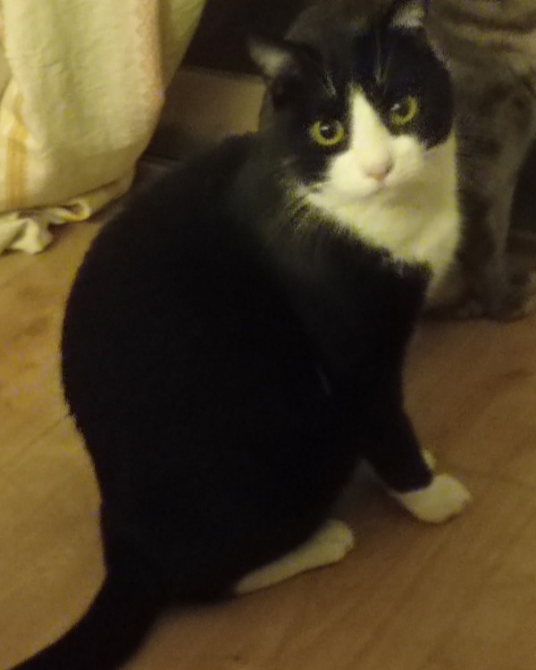 Missing Cat - Urb. Entrepinos