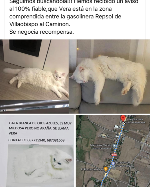 Missing Cat - Villaquilambre