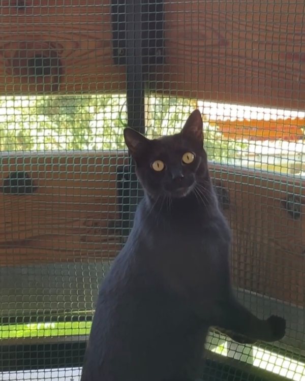 Missing Cat - Galapagar