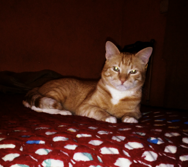 Missing Cat - Durango