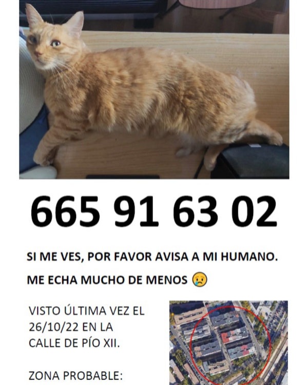 Missing Cat - Coslada
