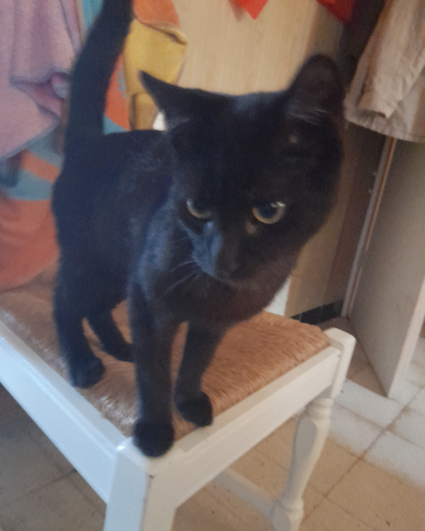 Missing Cat - Huelva