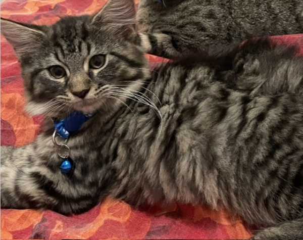 Missing Cat - Madrid