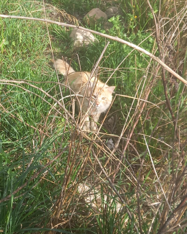 Missing Cat - Monzalbarba