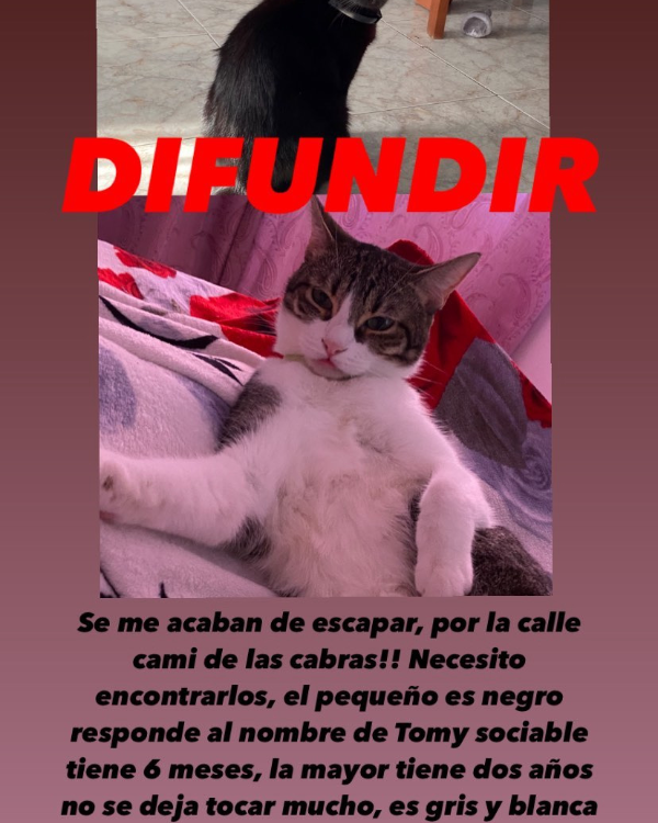 Missing Cat - Lloret de Mar