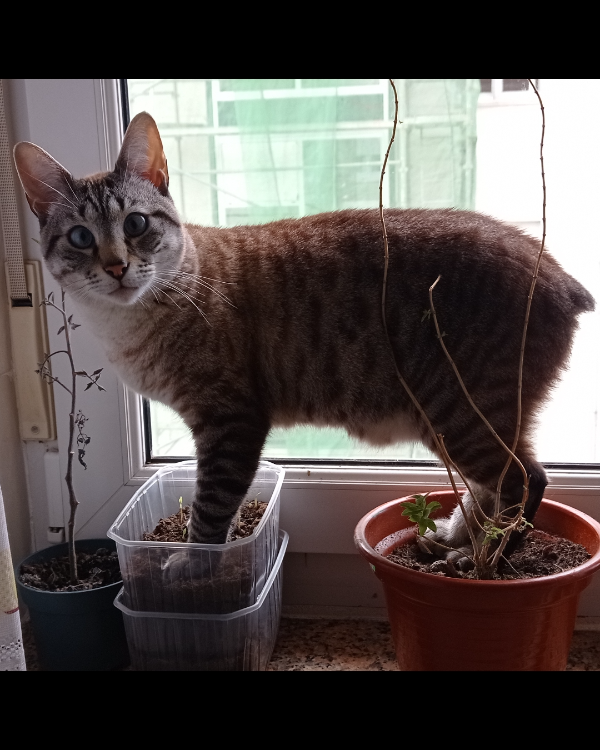 Missing Cat - Molledo