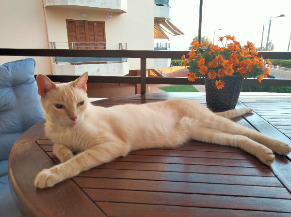 Missing Cat - Can Pastilla