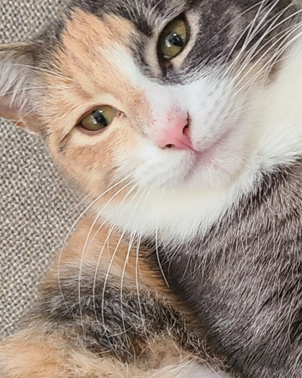 Missing Cat - Rotes Velles