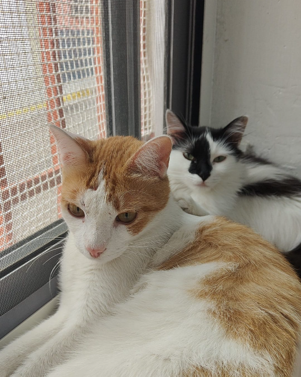 Missing Cat - Zaragoza