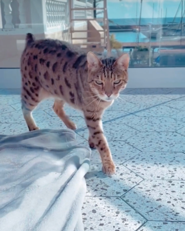 Missing Cat - La Pobla de Farnals