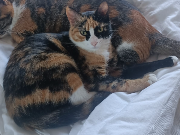 Found Cat - Fuensaldaña