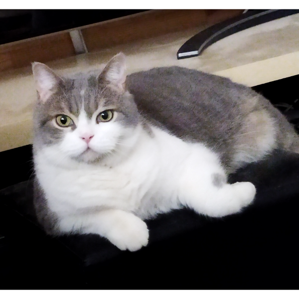 Missing Cat - Carpesa