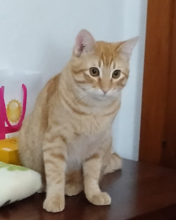 Missing Cat - Pedrera