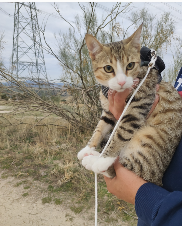 Missing Cat - Tres Cantos