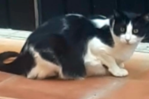 Found Cat - Almensilla