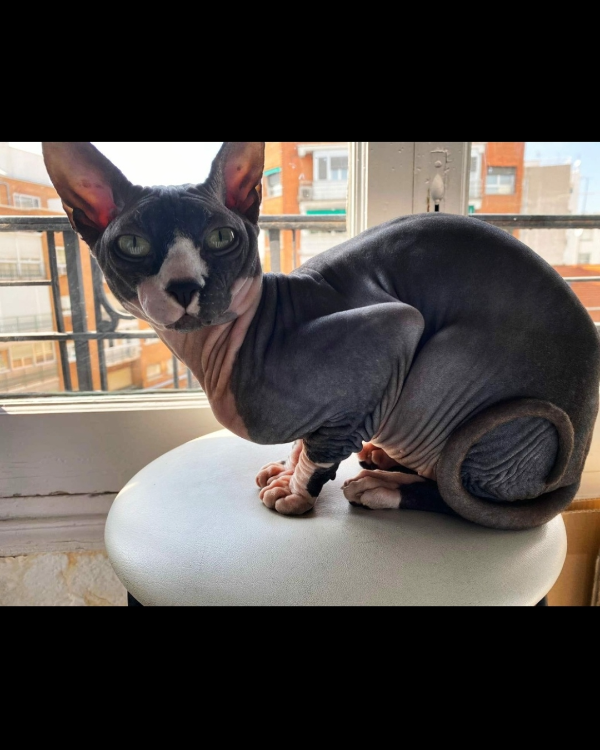 Missing Cat - Cotos de Monterrey