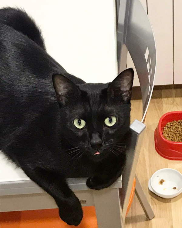 Missing Cat - Alberique