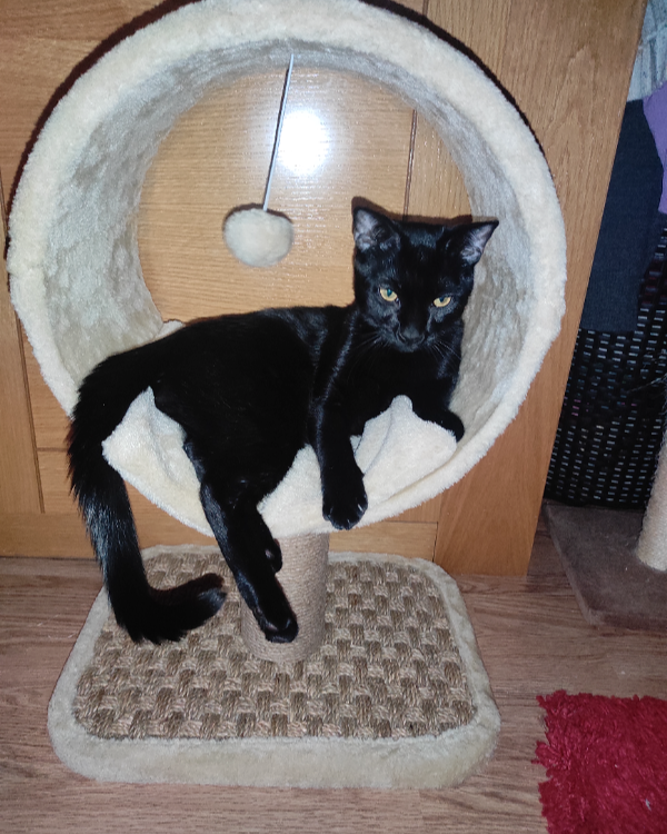 Missing Cat - San Martín de la Vega