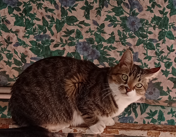 Missing Cat - Granada