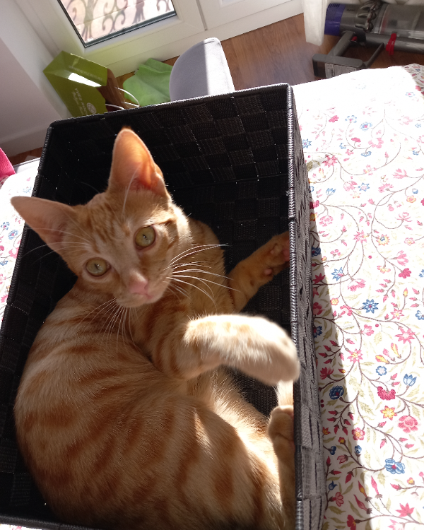 Missing Cat - Unknown