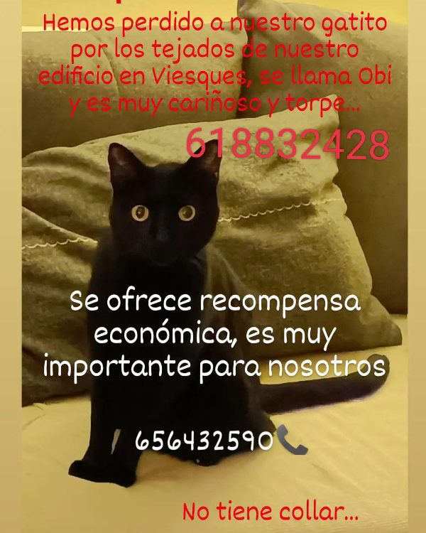 Missing Cat - Gijón