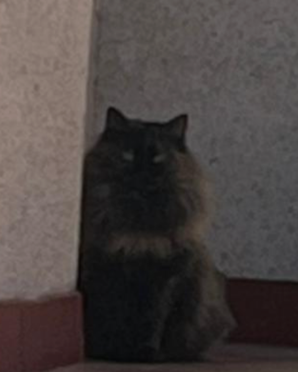 Found Cat - Barcelona