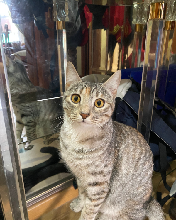 Missing Cat - Plasencia