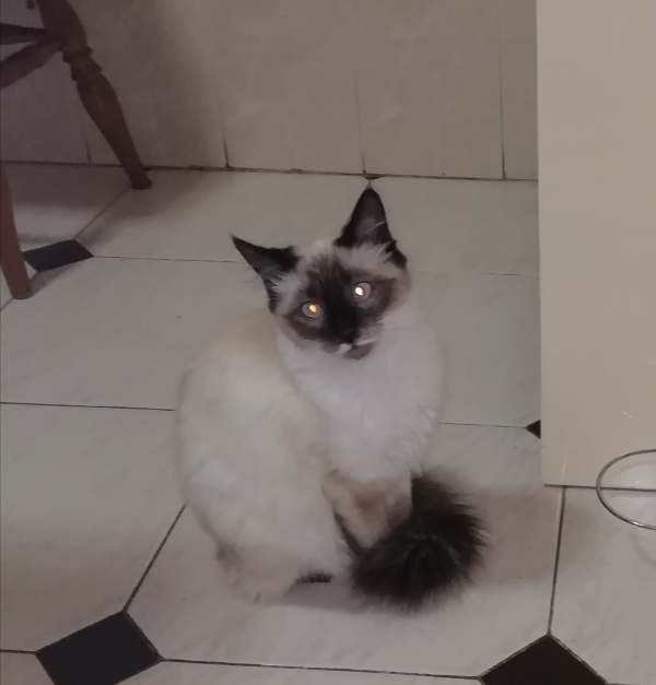 Missing Cat - Ourense