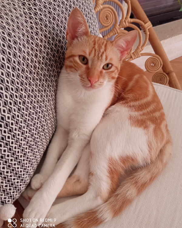 Missing Cat - zona de Cotomar/Locea