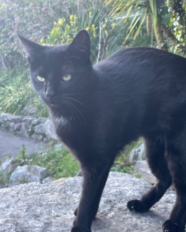 Missing Cat - Los Corrales de Buelna